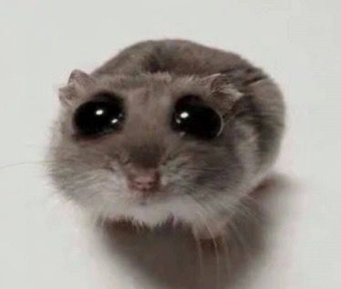 ailefaefil_'s tweet photo. Mau rencana WFC, tapi lagi ga mood sendiri pengen ada temenya. Sedangkan temen gue budak korporat kaga pada libur :) + cowo gue ga akan balik sampe minggu karena ada urusan bisnis. 

Kalau di rumah malah bukan beresin kerjaan malah nonton netflix bjir wkkwkwk. https://t.co/ygnXoZS2cK