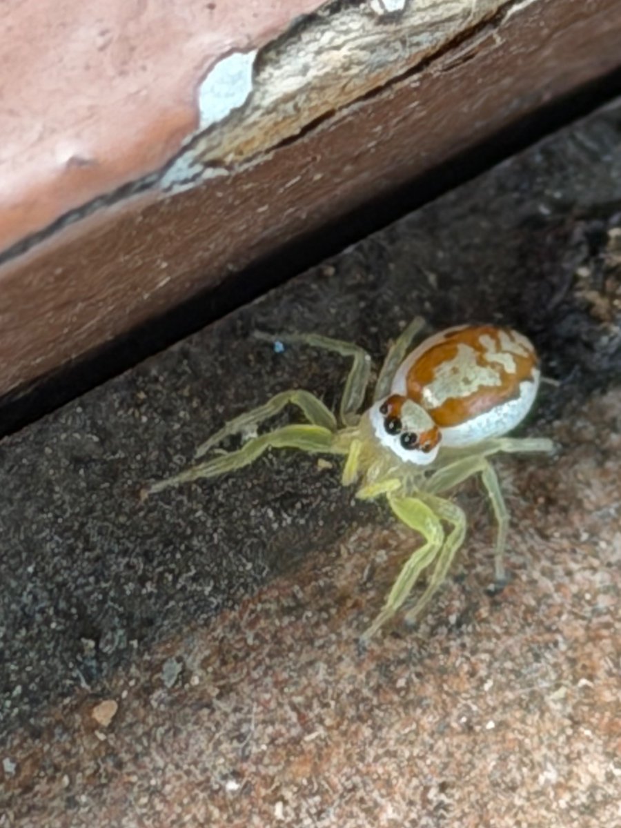 Anttverse's tweet photo. Would you like to look at some bugs, please? https://t.co/k0SivAA3Wf