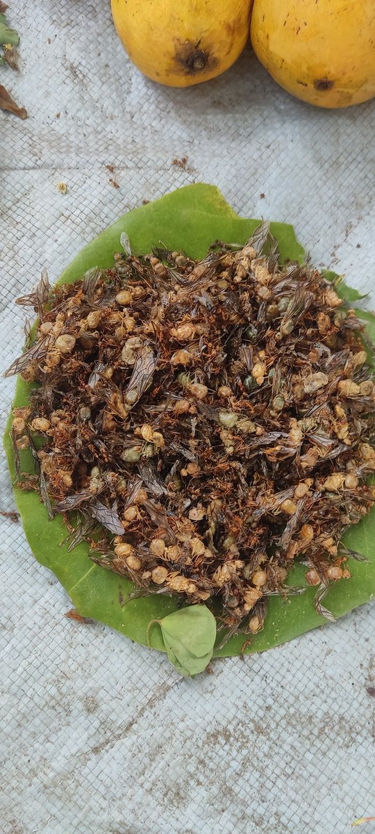 Kumar_aru09's tweet photo. For others, they’re just insects.
For some, they’re traditional food — rich in protein.
#malkangiridiaries https://t.co/wBpCnEVSr9