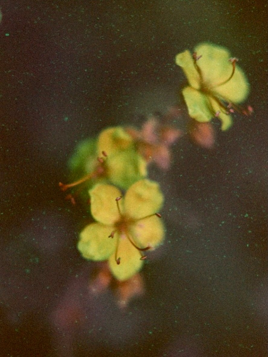 mimardalan's tweet photo. I'm back.
After months. 
With no one waiting for me. 
Like a sudden flower. 
In the path of bees.

📷Sara Robinson https://t.co/YUWBF3zGfw