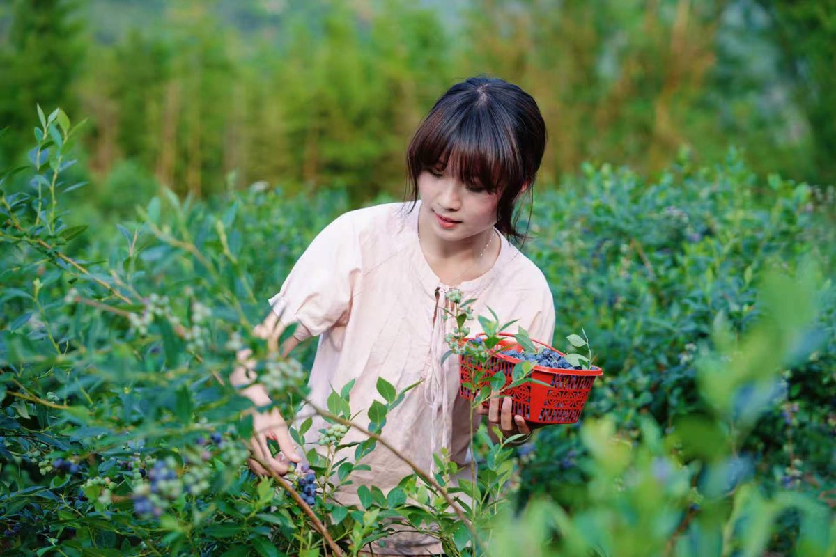 HolaFujian's tweet photo. 🫐🫐 Blueberry season is here in Hanjiang, Putian!
Grab a basket, pick your own fresh blueberries, and enjoy blueberry heaven.
#Putian #Blueberries #RefreshingFujian
@SilkRoadTravel_ @ChinaEmbajada @EmbSuarezSalvia @China_Lyon @consulat_de @daviddelapaz @yuexuankanyue1 https://t.co/c0O2fImqqY