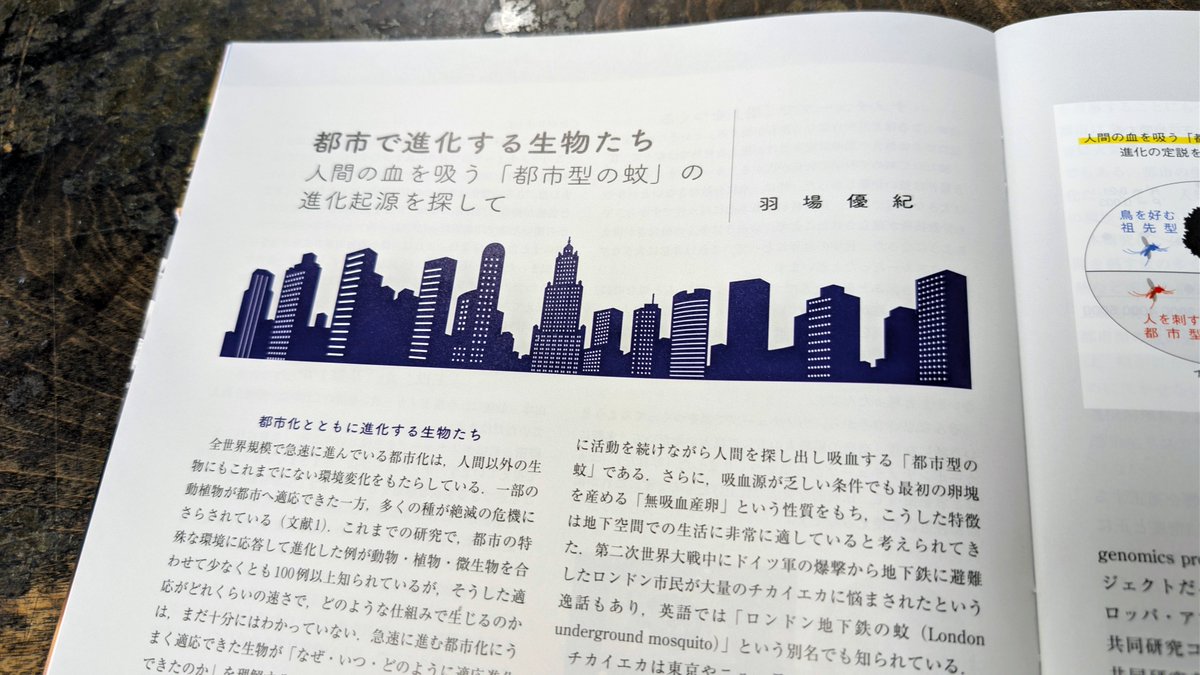 tkd_hensyu's tweet photo. チカイエカという蚊🦟を知っていますか？
「ロンドン地下鉄の蚊」ともよばれ，19世紀以降に都市で急速に進化したと考えられてきました．
ですが最近の研究で，その実際の進化起源が明らかに😮
「現代化学」6月号で，羽場優紀先生（コロンビア大学）の解説をお楽しみください！
https://t.co/j7bQP5XKaN https://t.co/DjNr1RGmAc