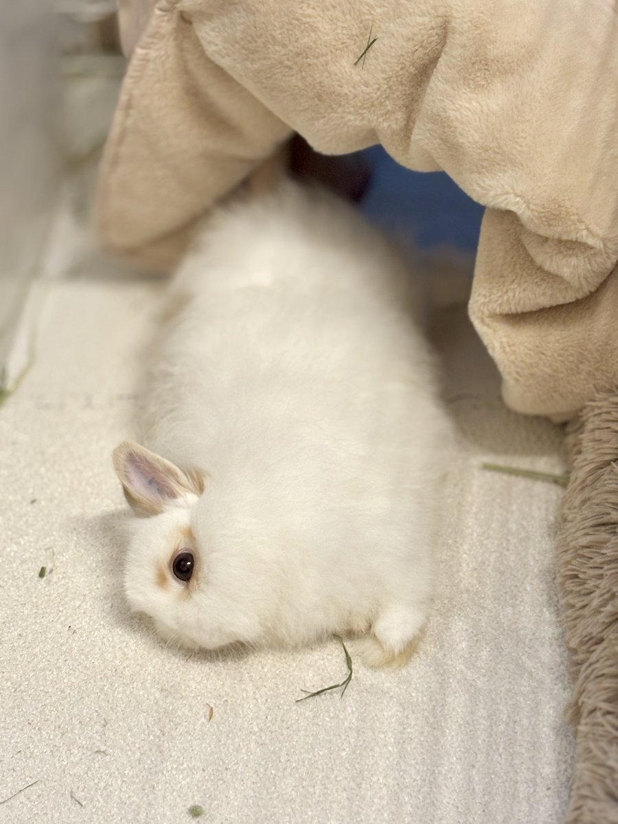 いのかむきぃせちゃしちゃ🐰みぃ👩🏻 tweet media