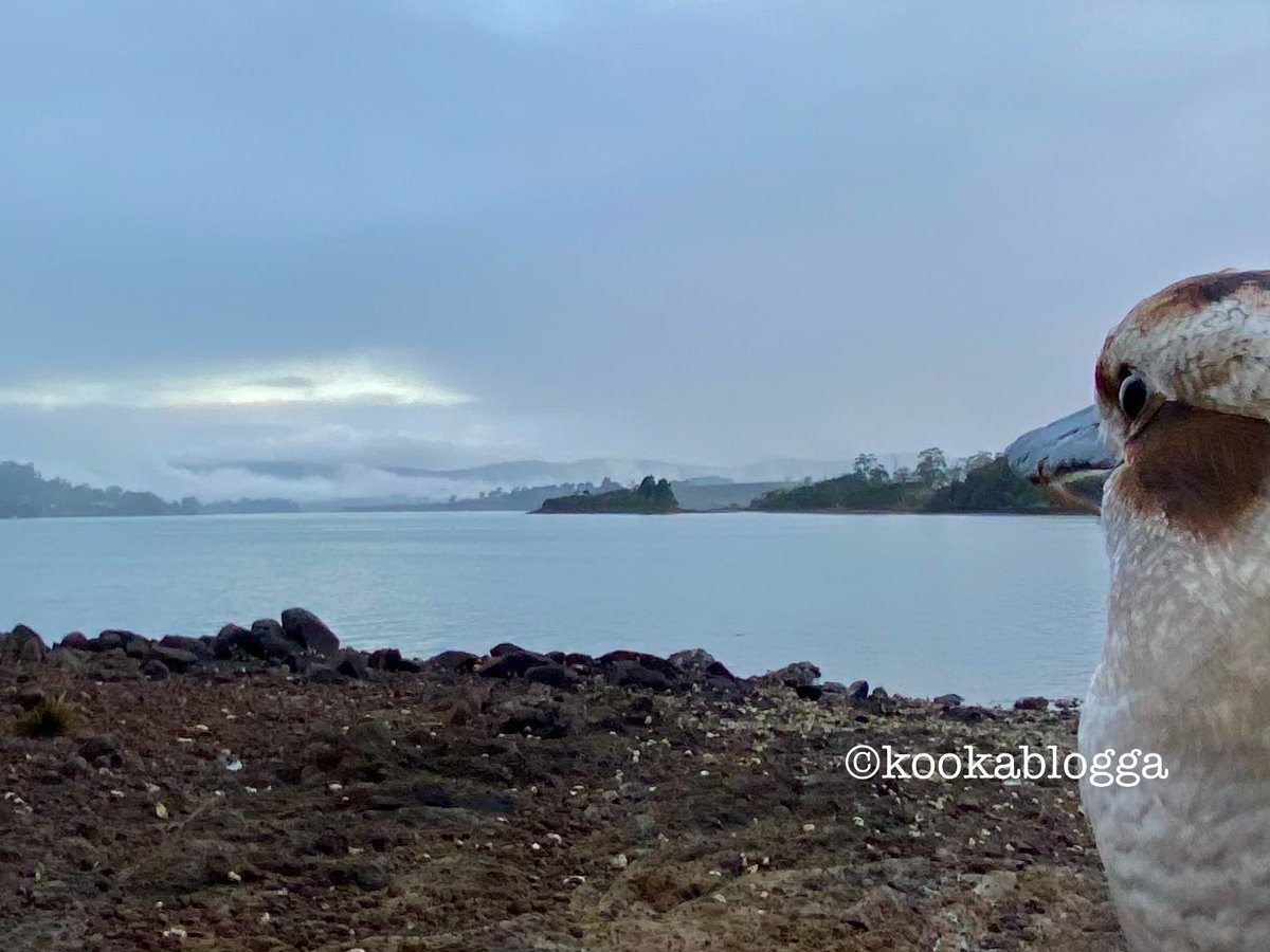 StMaryMacKiller's tweet photo. We spent a LONG time - like an hour - watching the river, on Egg’s request. He’d have stayed til dusk if the resident kookas hadn’t eventually spotted him &amp;gone OFF. It’s the 1st time he hasn’t immediately called on arrival &amp;caused the visit to be shortlived.
#kookalife #EggBurra https://t.co/coNtQkbcE5