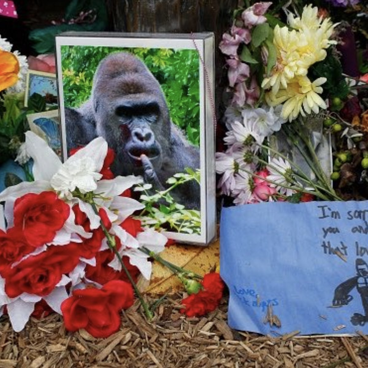 Rap's tweet photo. 10 years ago today, Harambe the gorilla was shot and killed at 17 years old after a 3-year-old child climbed over a railing and fell nearly 15 feet into his enclosure at the Cincinnati Zoo &amp; Botanical Garden. https://t.co/QCiXPAziyi