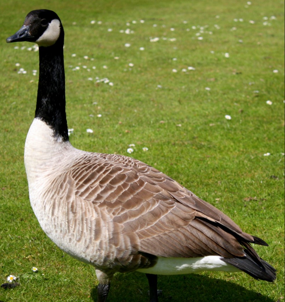 questeddybear's tweet photo. "The rare 'Boo Bird' found only this time of year (May and June) in and around Montreal, Canada. Vocally speaks French with some English and known to feed on poutine"

#NHLPlayoffs

@joeovies @giglio_OG  @CanadiensMTL https://t.co/qxAWNnAiLC