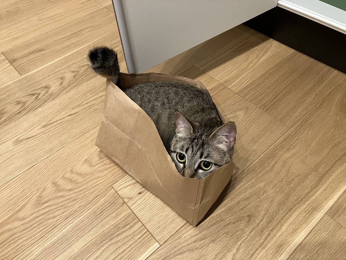 _roro_cat_'s tweet photo. 紙袋を置いてたらねこ袋になってた https://t.co/JL80Zfrn8b
