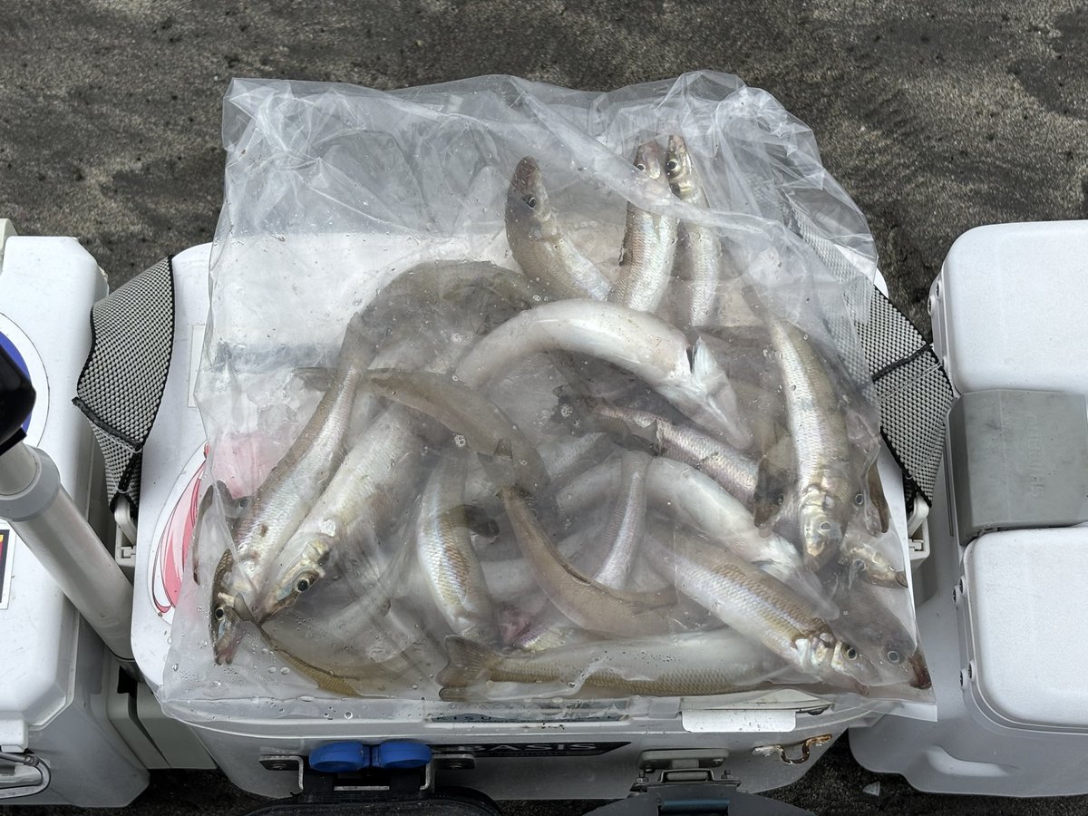 surf_1964's tweet photo. お疲れ様です。
本日湘南Z海岸にて25尾出ました。相模湾各所で赤潮発生してます。運良く影響のない所で釣りが出来ました。
サイズは小さめで、距離は5〜6位でした。 https://t.co/8DujQtSqG3