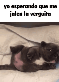 nacho tweet media