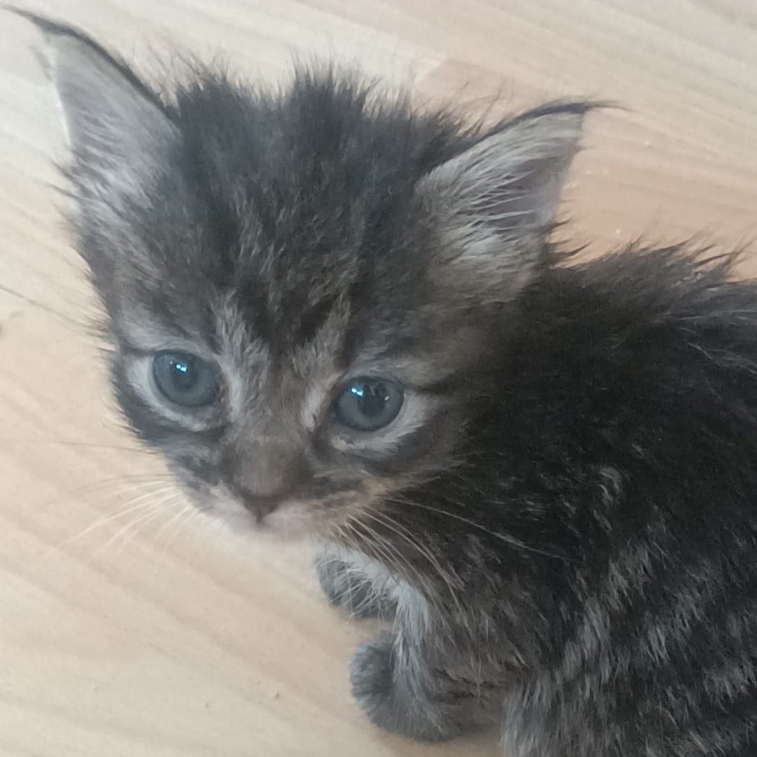 NuevaVidaAdop's tweet photo. #MADRID 
NIÑA tierna cachorrita de 2 meses ABANDONADA 
NECESITA #adopcionresponsable 
Se entrega chipada,vacunada,desparasitada y testada en leucemia e inmuno 
EXIGIMOS PROTECCIONES en ventanas y terrazas 
CONTACTO 📩facenuevavida@gmail.com 
#cachorros #gatos #adoptanocompres https://t.co/n8nLPCkPgk