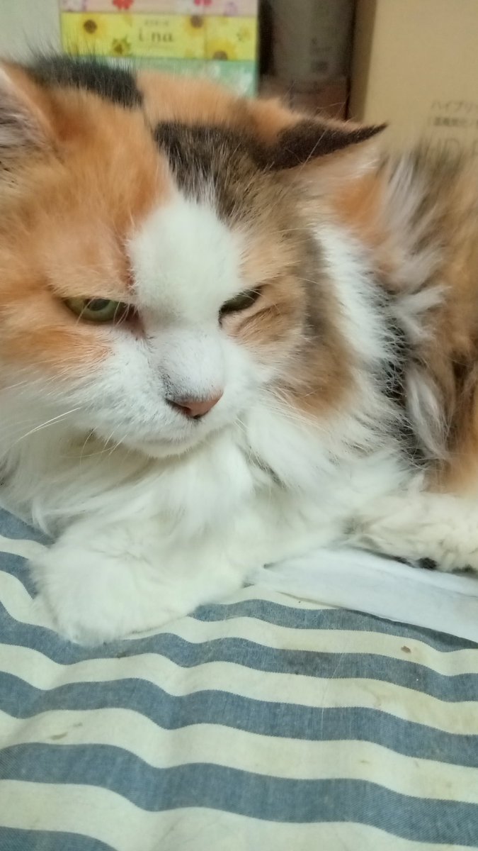 ねこにゃーページ ねこにゃー🐱 (@nekonyaseven) / Posts / X