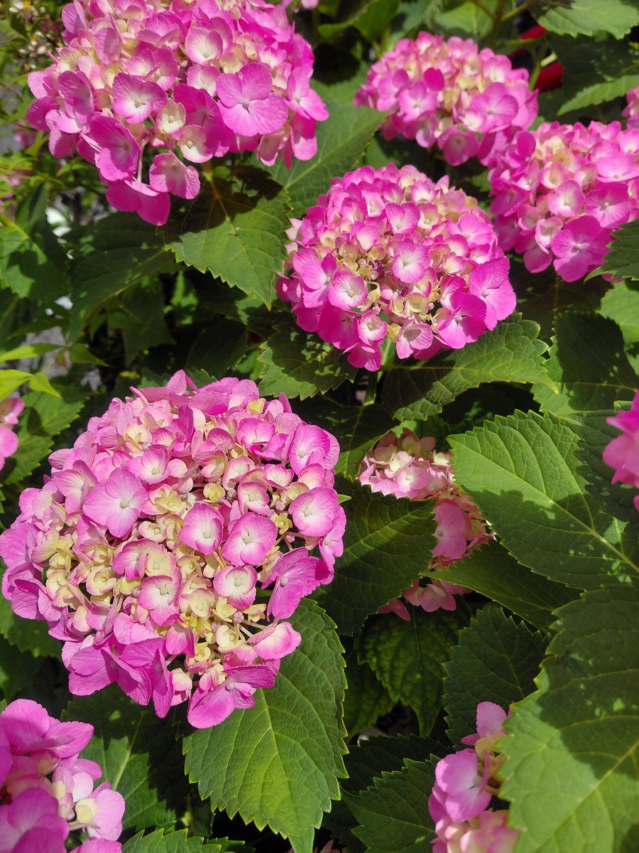 futaba_vc's tweet photo. 自宅周辺の紫陽花、満開。今年の紫陽花、いつも以上に綺麗に咲いてる感じがするのは気のせいかな。 https://t.co/K33zfa8QLN