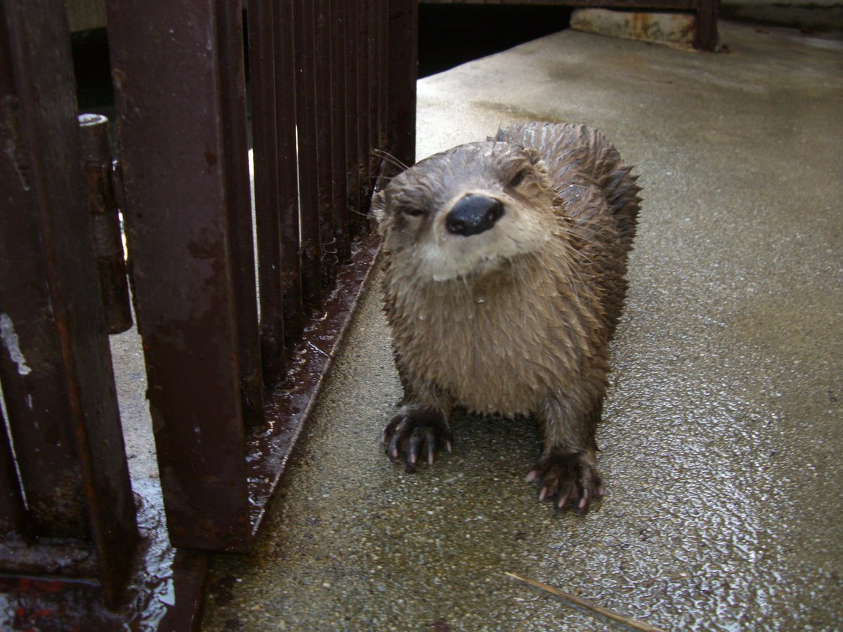 LOVE_IKEDAZOO's tweet photo. 現在、池田動物園はコツメカワウソしか飼育していませんが、実は昔、カナダカワウソも飼育しておりました。そんなカナダカワウソのお写真をご査収ください！

#池田動物園  #コツメカワウソ #世界カワウソの日 #worldotterday #カワウソ動画毎日投稿 https://t.co/JKw8UjyK62