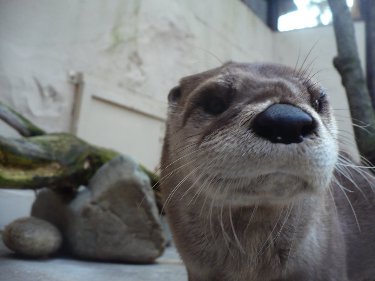 LOVE_IKEDAZOO's tweet photo. 現在、池田動物園はコツメカワウソしか飼育していませんが、実は昔、カナダカワウソも飼育しておりました。そんなカナダカワウソのお写真をご査収ください！

#池田動物園  #コツメカワウソ #世界カワウソの日 #worldotterday #カワウソ動画毎日投稿 https://t.co/JKw8UjyK62