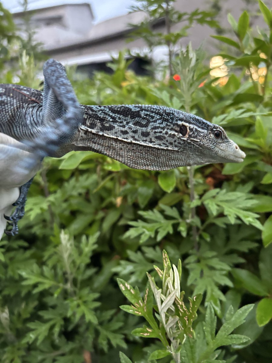 Foster0928rep's tweet photo. 入荷コバルトツリーモニター♀
♀確定の長期飼い込み個体です🦎
スタッフの写真センスが悪いですが状態バッチリ👌
#Foster https://t.co/yGc8Djndtc