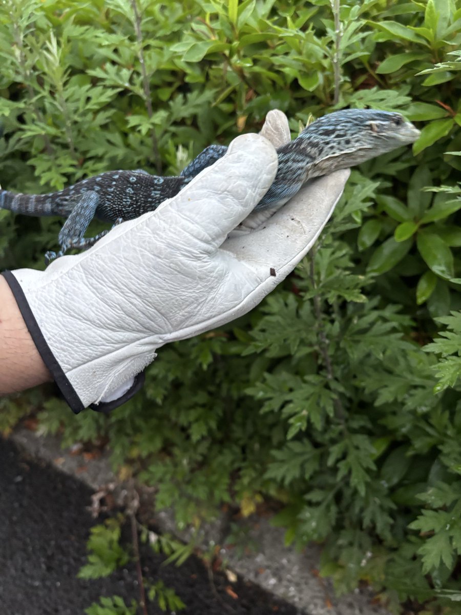 Foster0928rep's tweet photo. 入荷コバルトツリーモニター♀
♀確定の長期飼い込み個体です🦎
スタッフの写真センスが悪いですが状態バッチリ👌
#Foster https://t.co/yGc8Djndtc