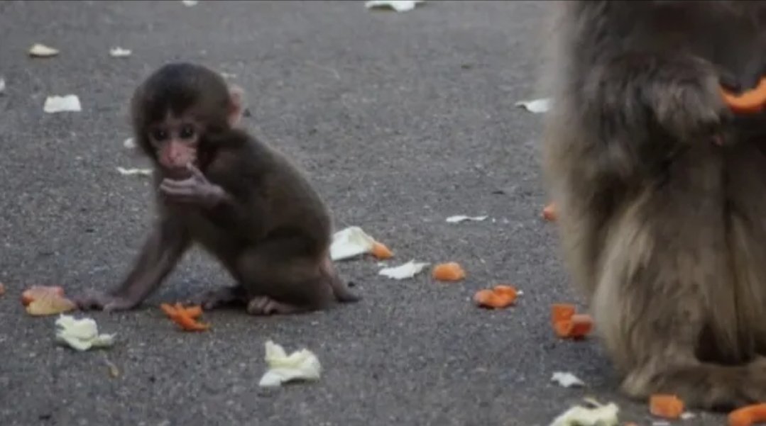 SarahPunch26's tweet photo. Ryu, got a seat at the dinner table at least when Goron was alive. That's the difference between Punch and Ryu.
Punch isn't wanted anywhere. #Punch #JapaneseMacaque #MonkeyLife #AnimalBehavior #Wildlife #Nature #Macaques #PrayForPunch #StayStrongPunch #MonkeyDrama #SadNews #NaturePost #ThickSkinned