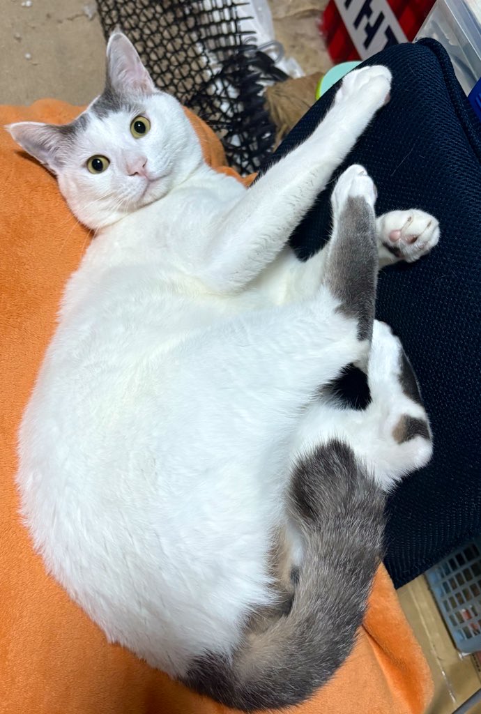 Jam（永遠の23歳_猫好き） tweet media