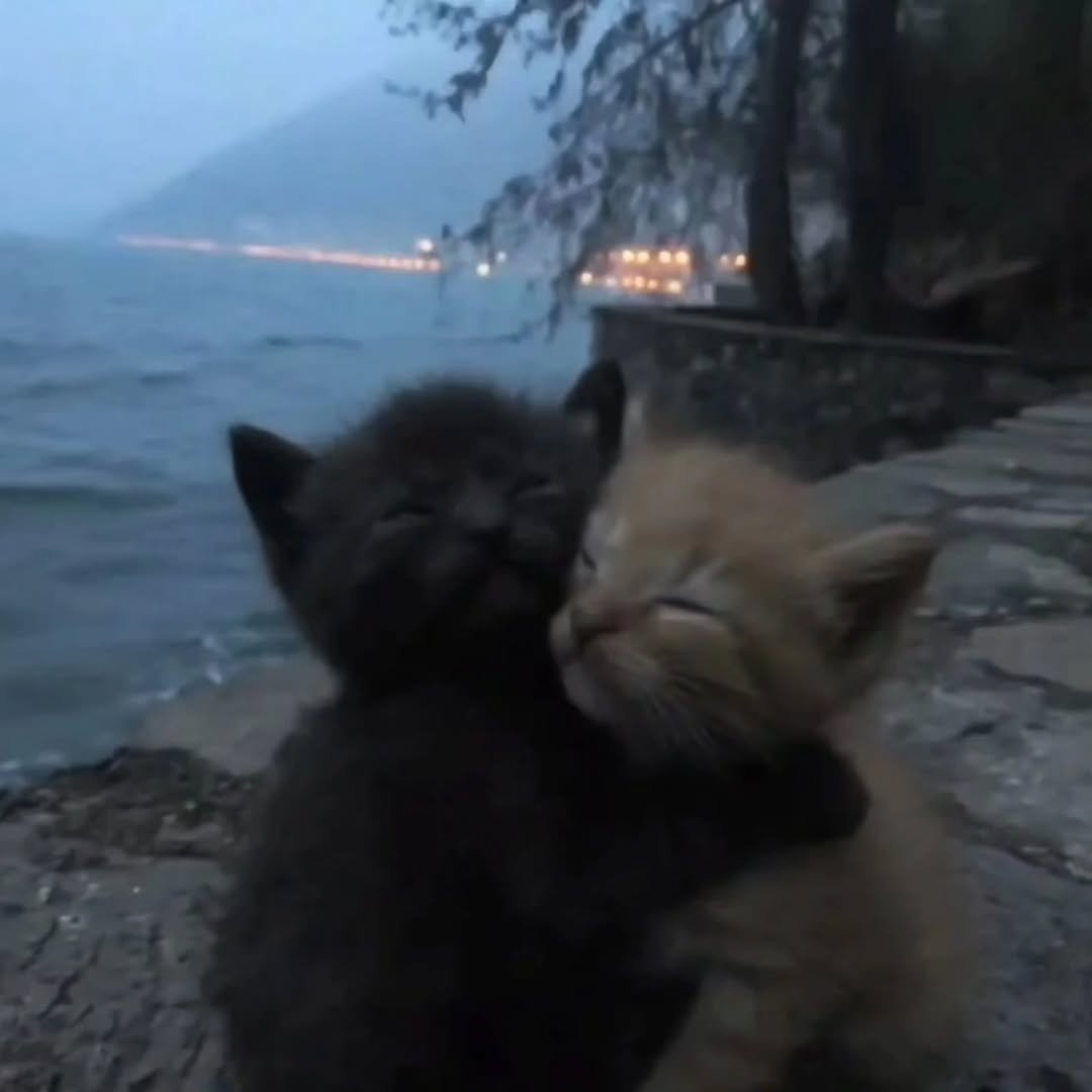 catsworldaura's tweet photo. https://t.co/bkN0iKBlE4