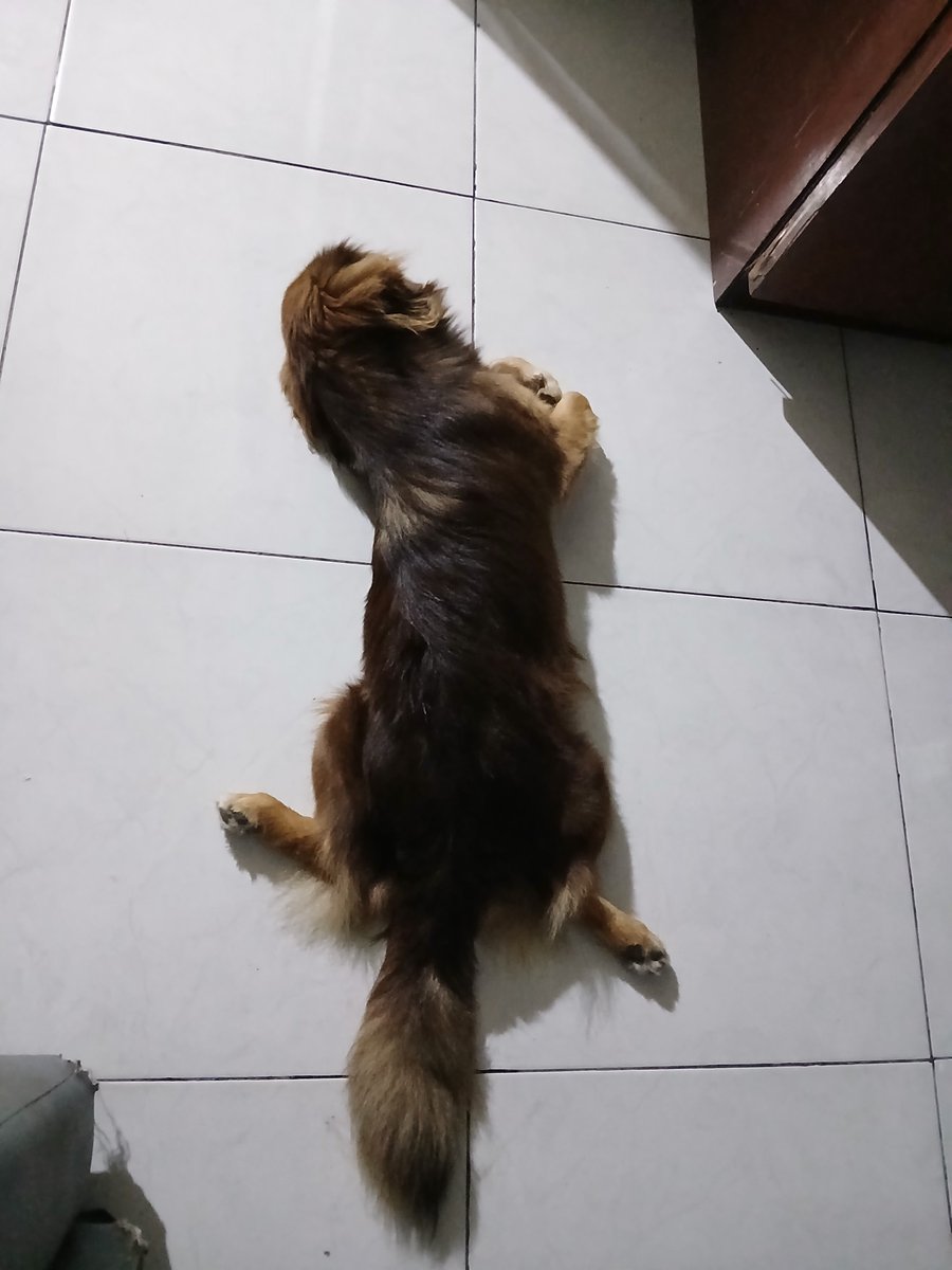 eiine's tweet photo. gen z kalo ngomong ‘anak gw’ yang dimaksud adalah anjingnya. My anak guweh https://t.co/QwQ1SEDlun