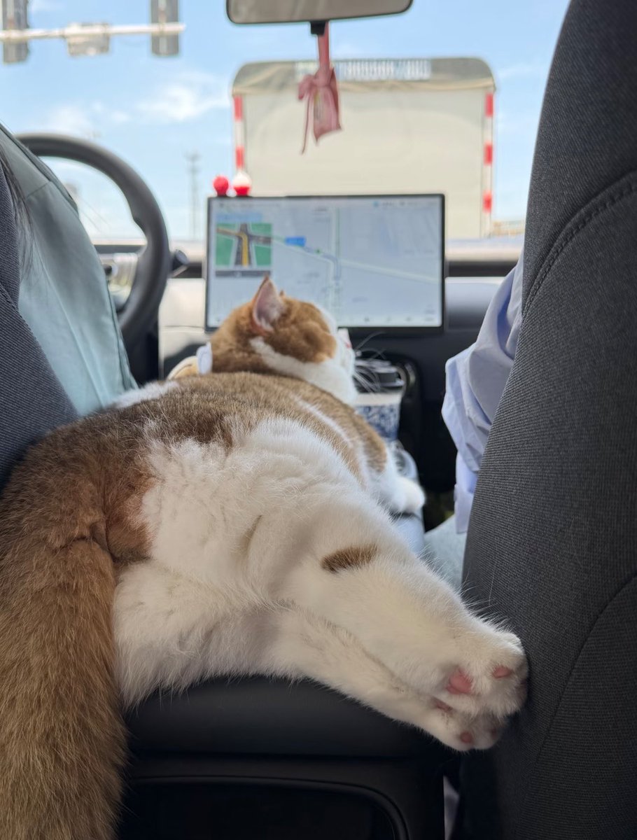 癒される動物 tweet media