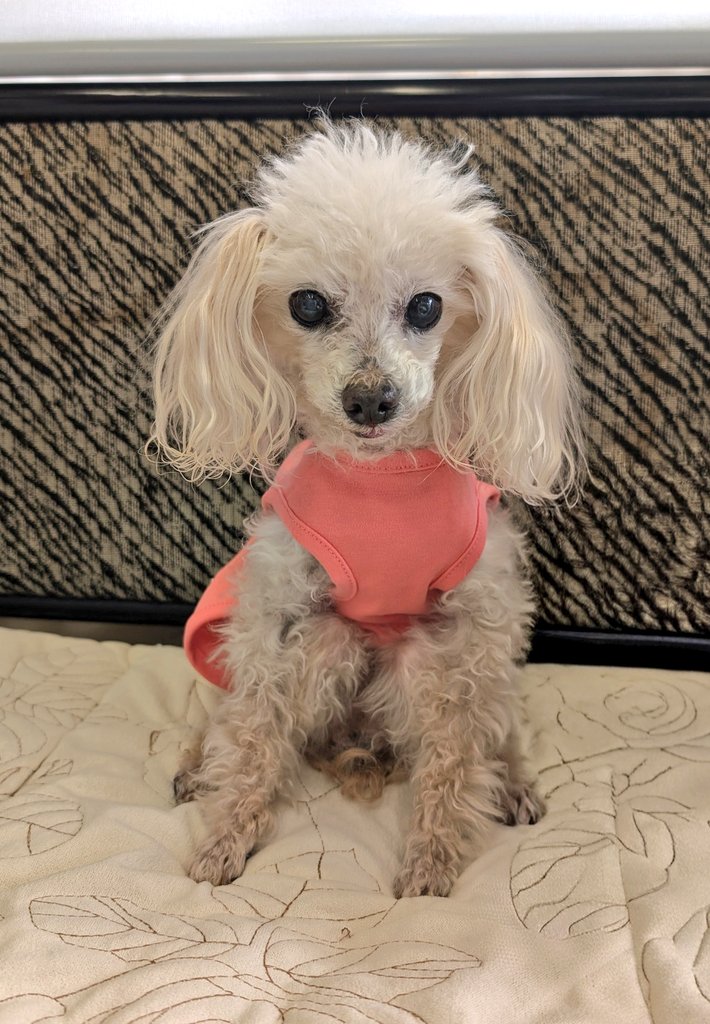 kyu_love_999's tweet photo. 僕 元気に17歳になったよー😆🐾みんな、いつも応援ありがとう！まだまだ元気でいるからねー🫶🩷🐾

 #僕の名前は10(テン)
 #今日誕生日
 #17歳
 #ハイシニア🐩 https://t.co/xVv3cdKsrm