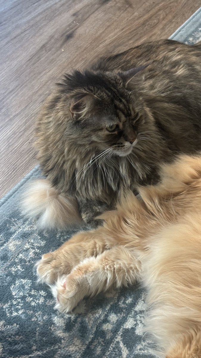 minecraftbitty's tweet photo. me n cats https://t.co/vdih0Wf73E