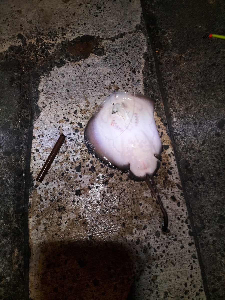 85xdanna's tweet photo. 明太子の香りがする海は
カサゴとヒラタエイだけ元気でした
悪あがきの末のヤッコエイに
喜ぶ日が来るとは思わんかったよ😇 https://t.co/Z3WdE515B2