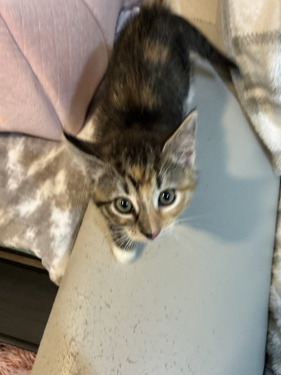SoftyDraws's tweet photo. We went to @Felinefelonscat for my birthday today 🎂🥳🎉🎁

It was so much fun playing with all of those adorable kittens!! 😊😍🥰♥️ https://t.co/djtkANye90