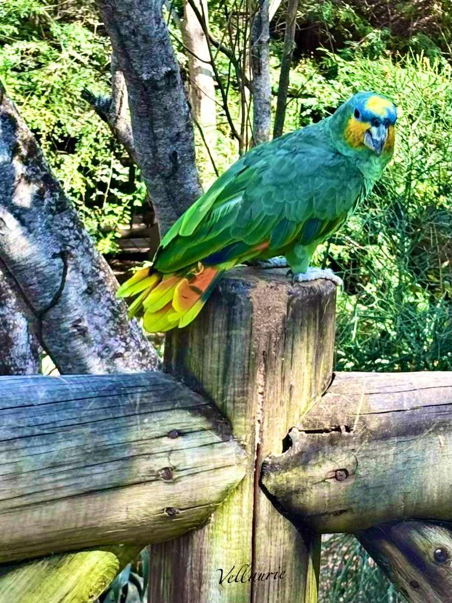 VijayEllaurie's tweet photo. Let’s see your bird photographs!  🦆📸 https://t.co/f8qz06etQW