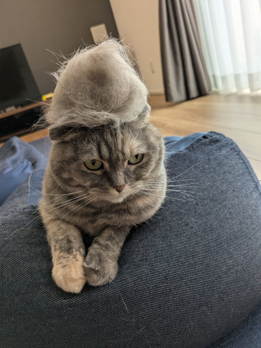 teke_mm's tweet photo. ブラッシングすると無限に毛が出てくるし、集めた毛は頭にのせるよね？

本人🐱は不服そうな顔しとる https://t.co/RUUxZ7EEeM