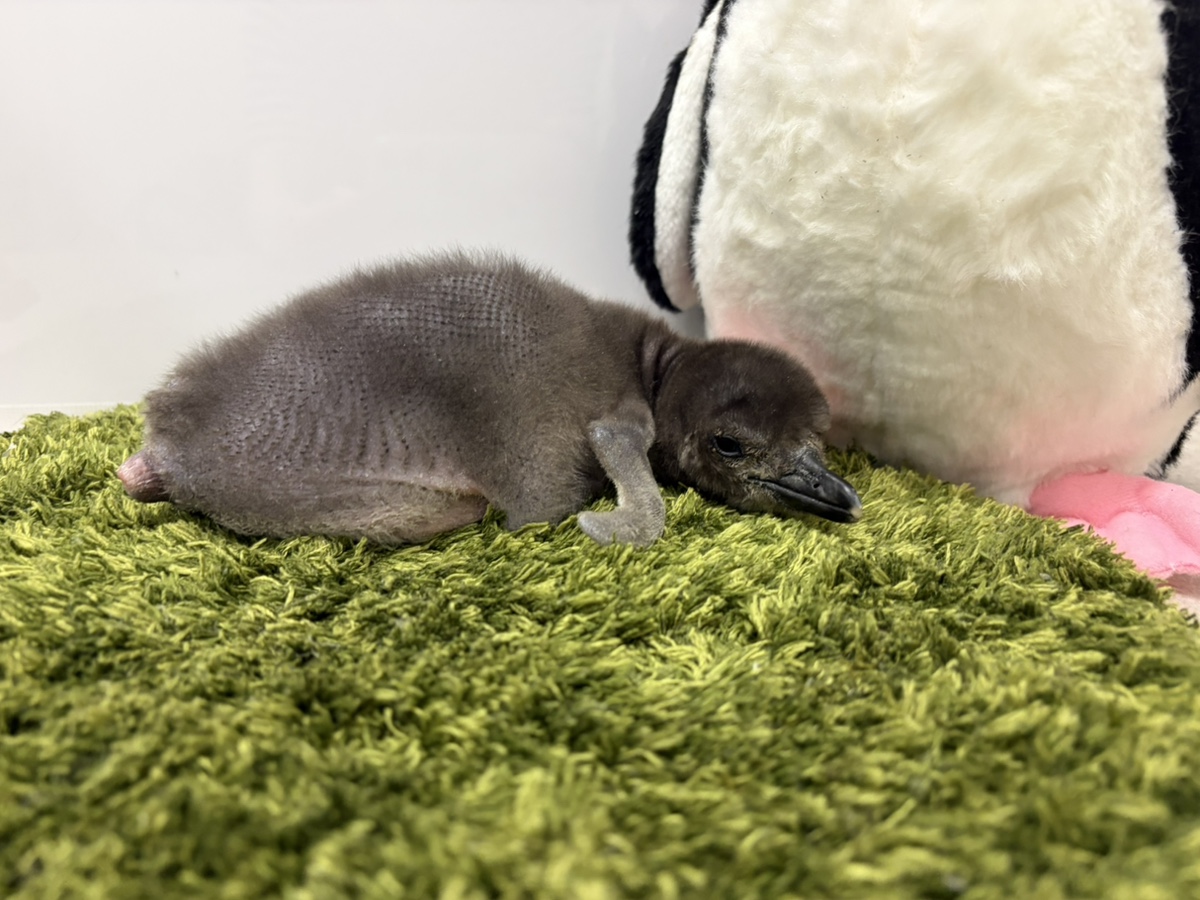 すみだ水族館【公式】 tweet media