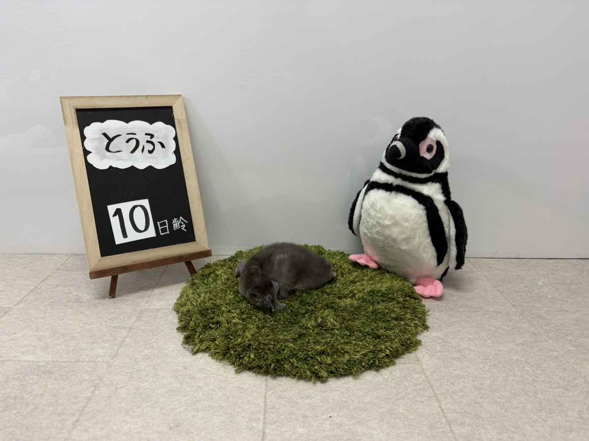 すみだ水族館【公式】 tweet media