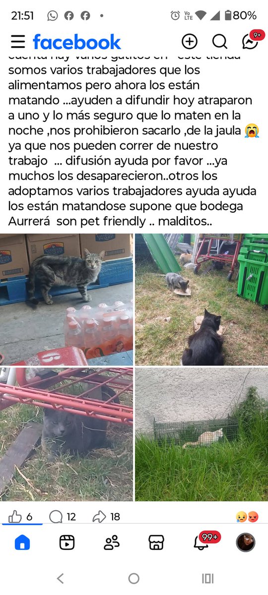 2323Petersen's tweet photo. Urge apoyo @UCS_GCDMX  en @BodegaAurrera  d Iztapalapa Norte el jefe Germán está matando animales urge intervención @AgatanCdmx @PAOTmx  están atrapando gatitos para matarlos 
@adnnoticiasmx @AztecaNoticias  @marianoosorio1 https://t.co/gcyQHX6MJ9
