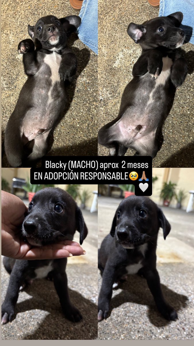genesis_vi's tweet photo. X haz tu magia por faaa , rescate a 6 perritos y su mamá para poder salvarlos de terminar atropellados 😔💔 pero no me los puedo quedar porfavor ayúdenme a encontrarles un hogar, estan desparacitados y bien cuidados 🥹🙏🏽 si son de gye o milagro se los dejo en su casa!!! https://t.co/bPvL6bCwMm