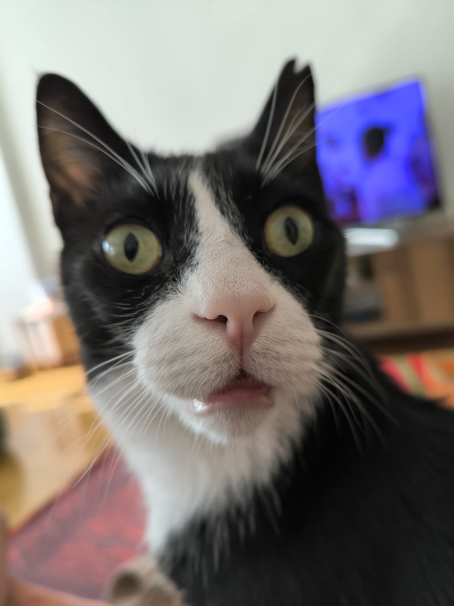 SenaySezgin's tweet photo. @minnos_oglan Tövbe bismillah 🙀 https://t.co/MkIncUMWHf