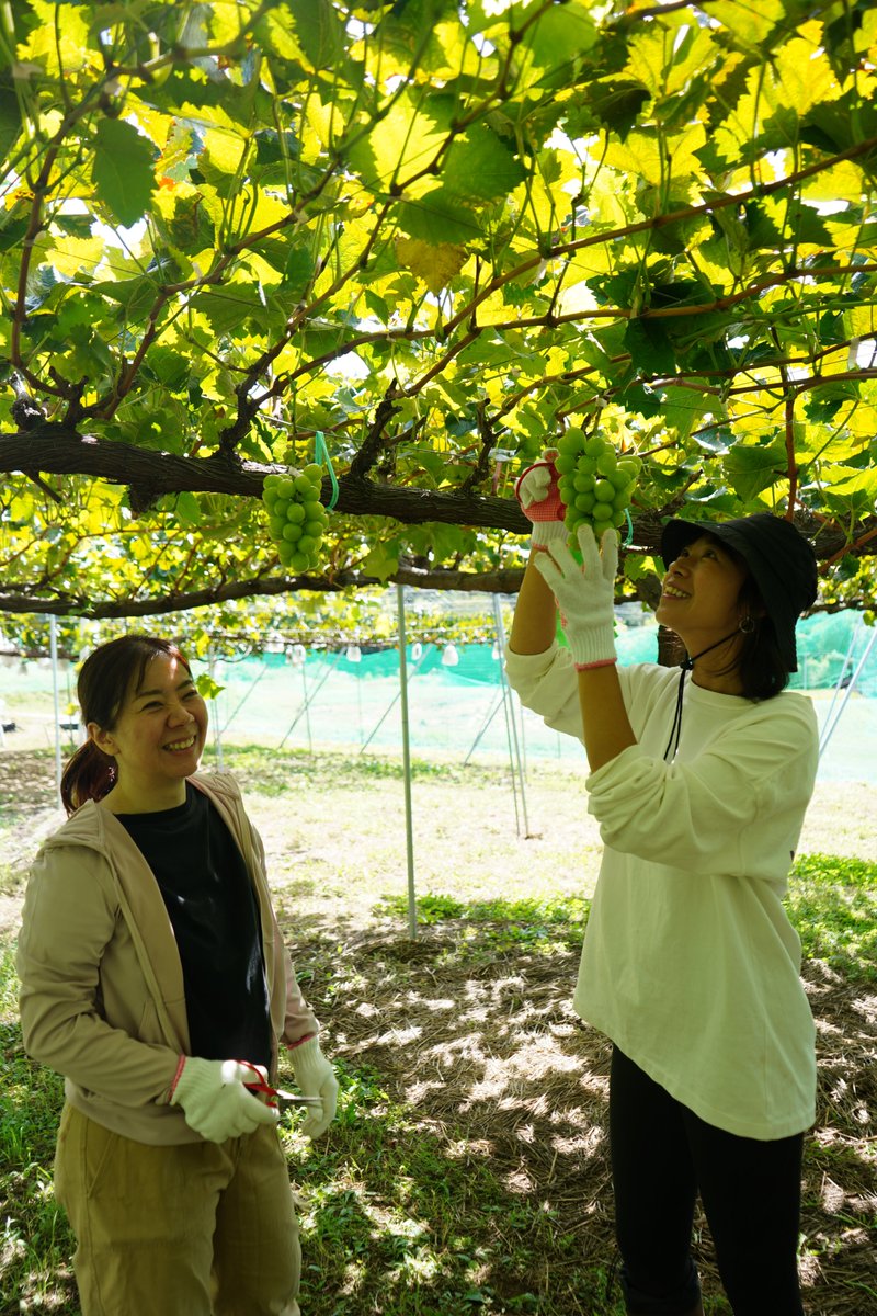 furusato_WH's tweet photo. 記事を公開しました！
長野県駒ヶ根市の「ふるさとワーキングホリデー」で、アルプスに抱かれた大自然と農ある暮らしを体感しませんか📷
多様な農産物の現場で働きながら、地域の魅力を深く知れるチャンスです。
詳しくは📷
https://t.co/1zBoPy3toM
#ふるさとワーホリ #駒ヶ根市 #りんご  #アルプス https://t.co/5i27FBjhb6