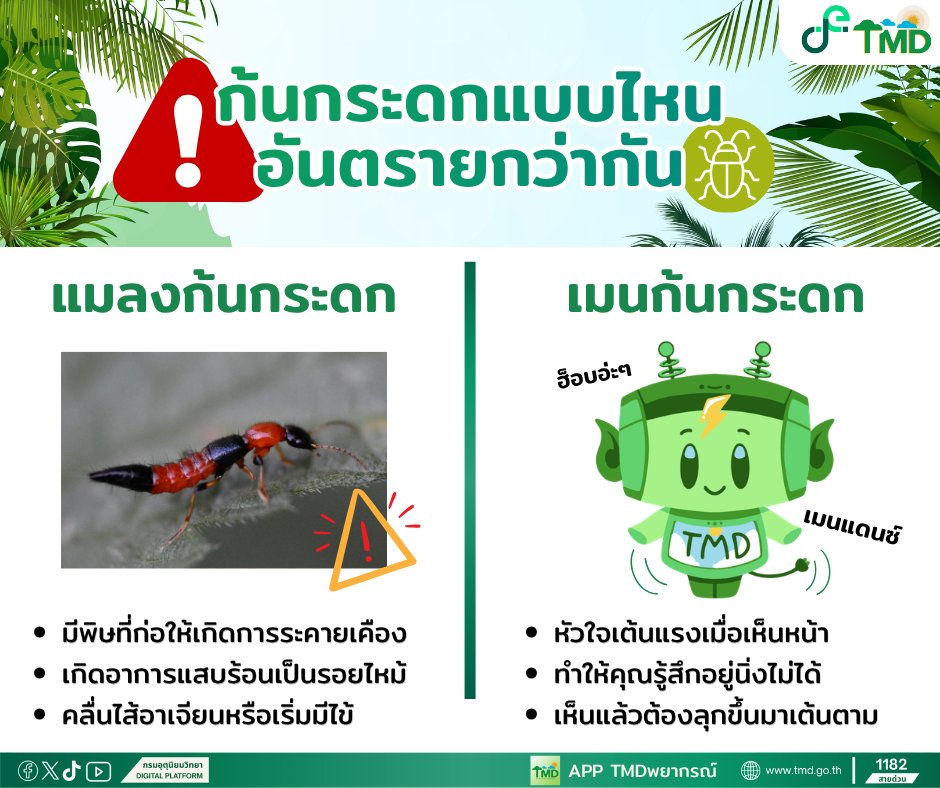 tmdthai2's tweet photo. เจ้าก้นกระดกตัวร้าย ภัยร้ายหน้าฝน! 🌧️🐜
แต่ดูให้ดี อย่าเข้าใจผิด นั่นเมนหรือแมลง 

แมลงก้นกระดก หรือ ด้วงก้นกระดก มีพิษที่ก่อให้เกิดการระคายเคือง เกิดอาการแสบร้อนเป็นรอยไหม้ บางรายอาจรู้สึกคลื่นไส้อาเจียนหรือเริ่มมีไข้ ❤️‍🩹

#กรมอุตุนิยมยวิทยา #ฤดูฝน
#ดิจิทัลเพื่อเศรษฐกิจและสังคม https://t.co/1GJS7rJZq6