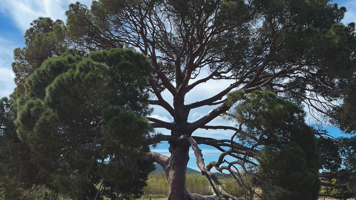 simonbolzdotcom's tweet photo. My Friend, the Tree
When I flew to Ibiza for a shoot for the first time thirteen years ago, I had zero clue about the island. Sure, party hotspot, hippies, expensive turf. The usual clichés, basically...
https://t.co/odiX6aymHS https://t.co/BesGabY1Xd