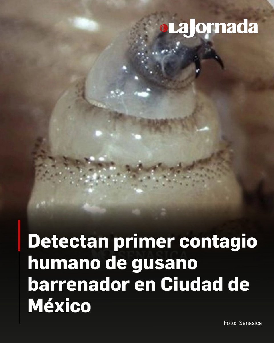La Jornada tweet media