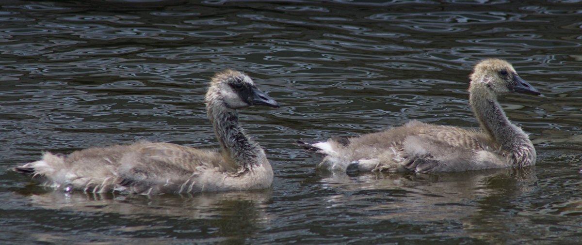 Intheyonconifer's tweet photo. A gaggle of goslings. https://t.co/nGmg8ReNqQ