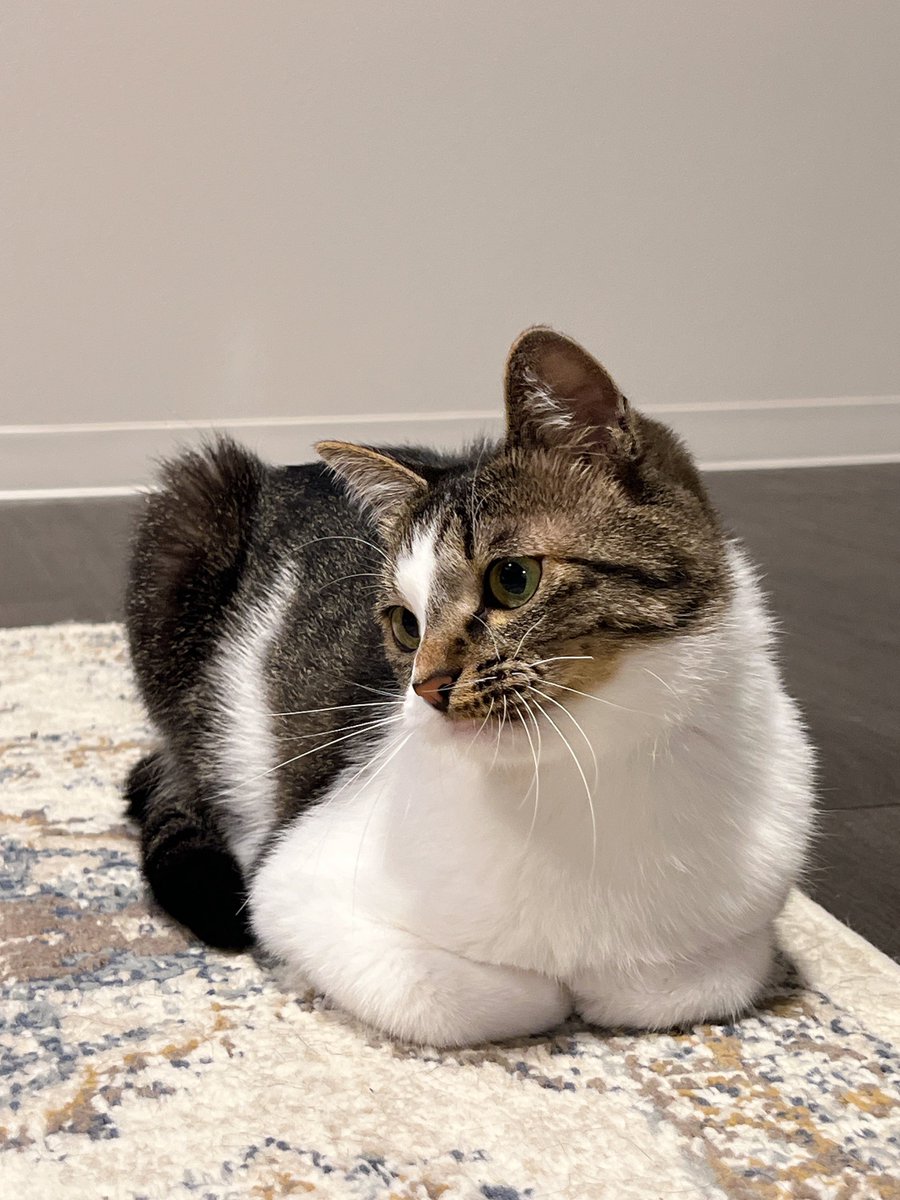🐈🐈 tweet media