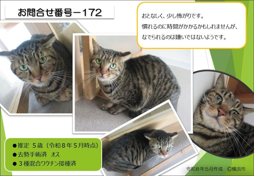 yokohama_douai's tweet photo. 新しく、キジトラの猫（お問合せ番号-172）が譲渡対象になりました‼
譲渡動物情報は、随時更新しています。ご興味のある方は、是非ご覧ください✨

譲渡動物情報《猫》
https://t.co/nhccfexwcg https://t.co/mBBGjCA6XT
