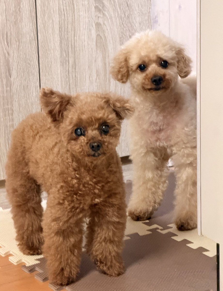 ☆受付☆トイプードル №2 うちには2匹のわんこがいます🐕🐩 どちらも最愛の大事な家族 実家でも