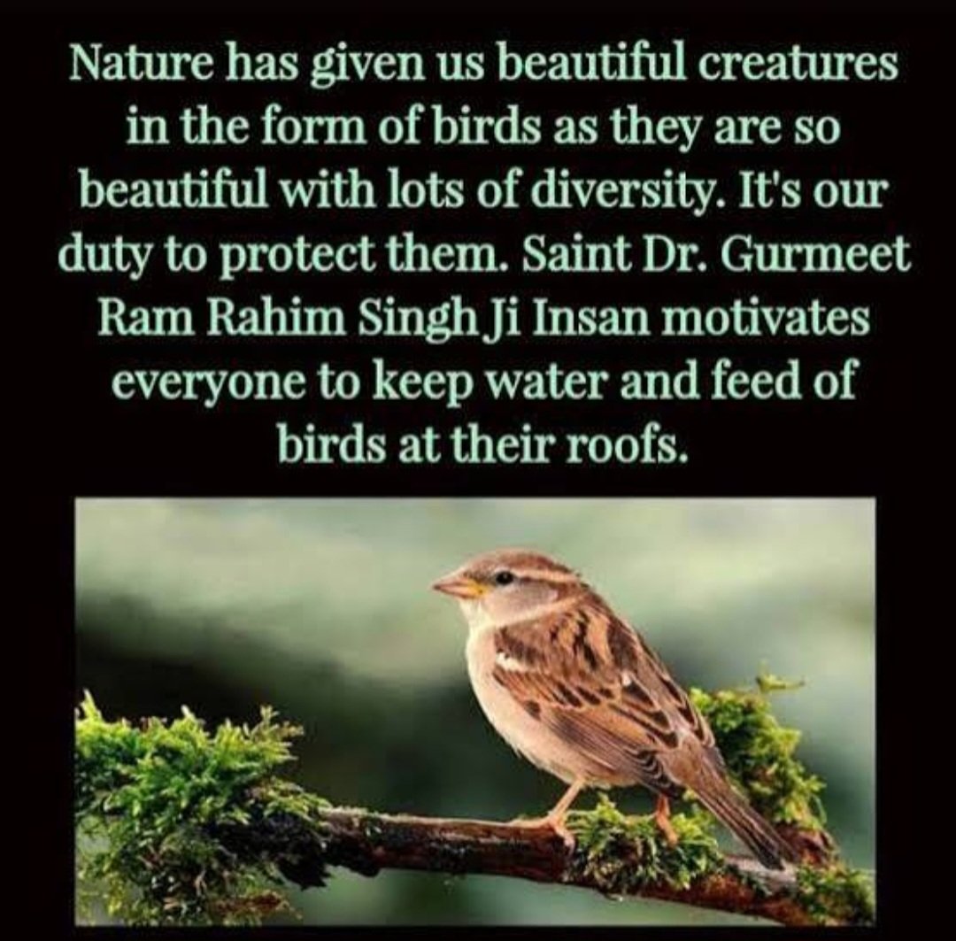 Humanitywork86's tweet photo. Little things truly matter. 💧
Saint Gurmeet Ram Rahim Ji inspires us with #SmallActsBigImpact — even a simple act like keeping water for birds can save precious lives in this scorching heat.
Take a small step: keep food and water for our feathered friends and spread kindness. 🐦 https://t.co/7a5hPQMbqY
