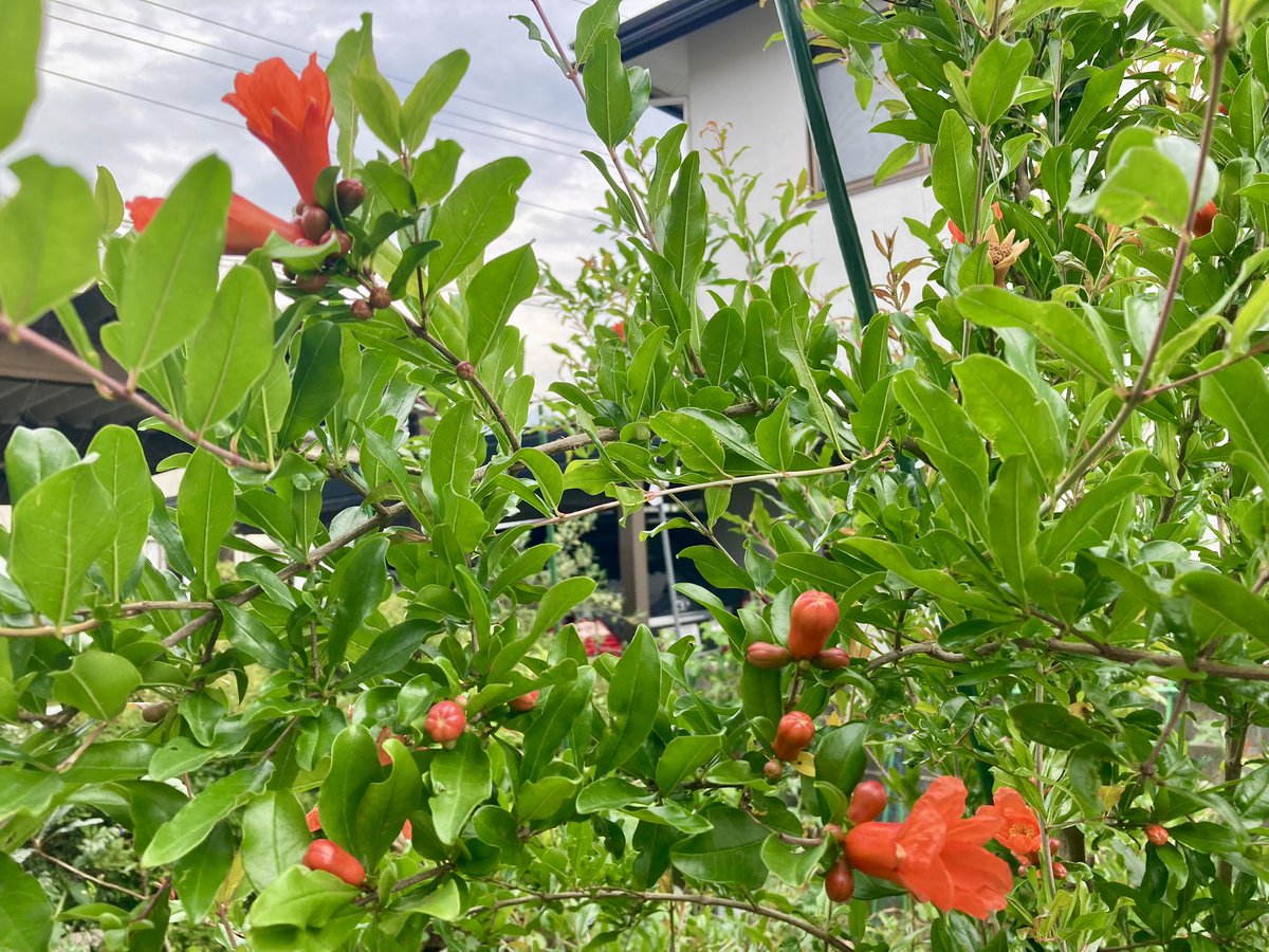 Englishimpact's tweet photo. We interrupt this week’s topic #chores (#雑用) or #housework (#家事) to bring you pictures of this amazing #pomegranate (#ザクロ) tree with so many red #flowers 🌺Have you ever eaten a pomegranate?
#富山 #富山市 #英語 #英会話 #英語の勉強 #twinglish #英語レッスン #オンライン英会話 https://t.co/Z5NdzQis12