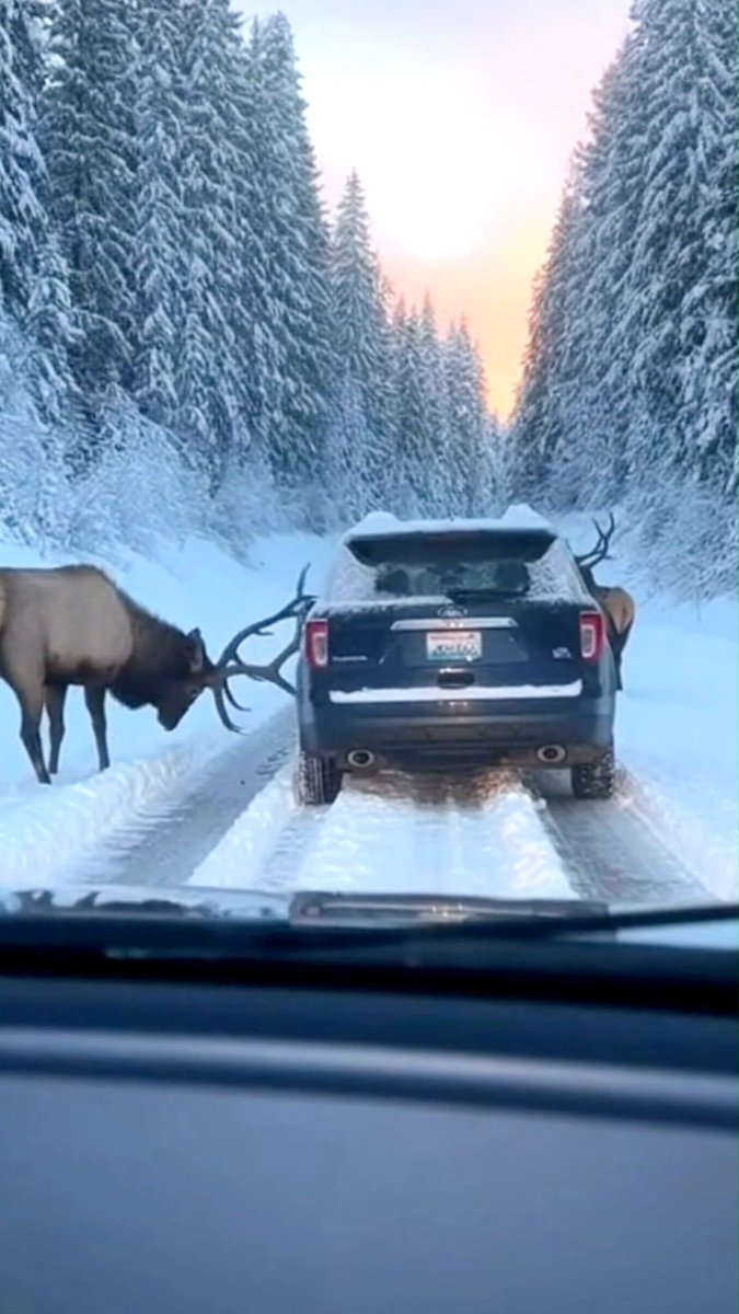 Angry Elk tweet media