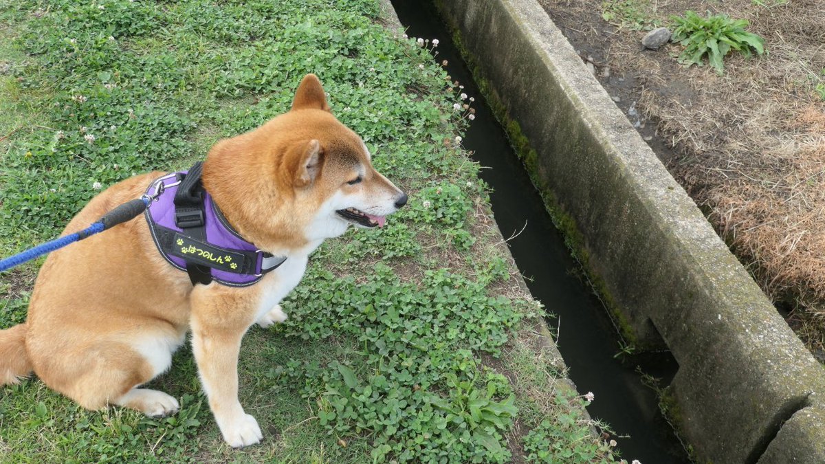 ゴン太郎 (@bzb055411) / Posts / X