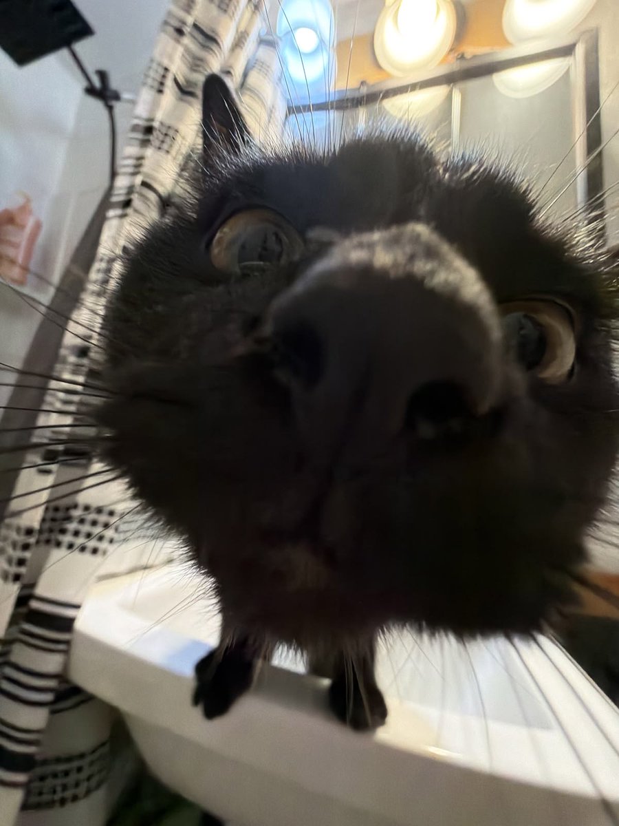No Context Cats tweet media