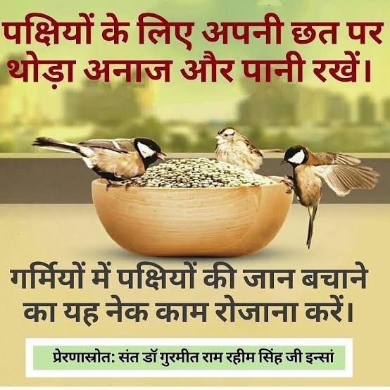 GarimaPuri77's tweet photo. Feeding every living being is the true symbol of kindness, love, and humanity. Feeding hungry animals and birds fosters a sense of service. Saint Gurmeet Ram Rahim Ji inspires everyone to love every living being and follow the path of selfless service.
#SmallActsBigImpact https://t.co/jVLGeBX56W